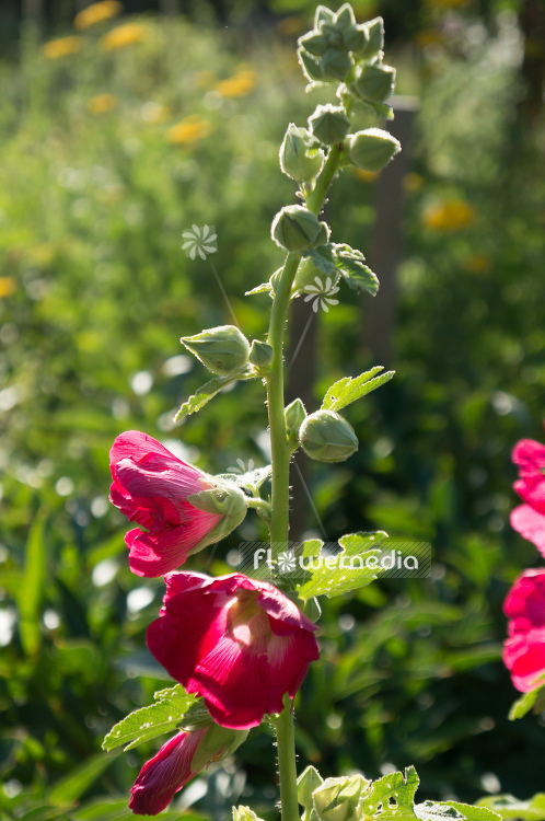 Alcea ficifolia - Figleaf hollyhock | Cultivar (108893)