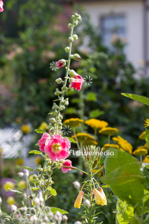Alcea ficifolia - Figleaf hollyhock | Cultivar (108896)