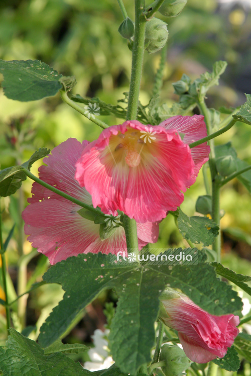 Alcea ficifolia - Figleaf hollyhock | Cultivar (108898)