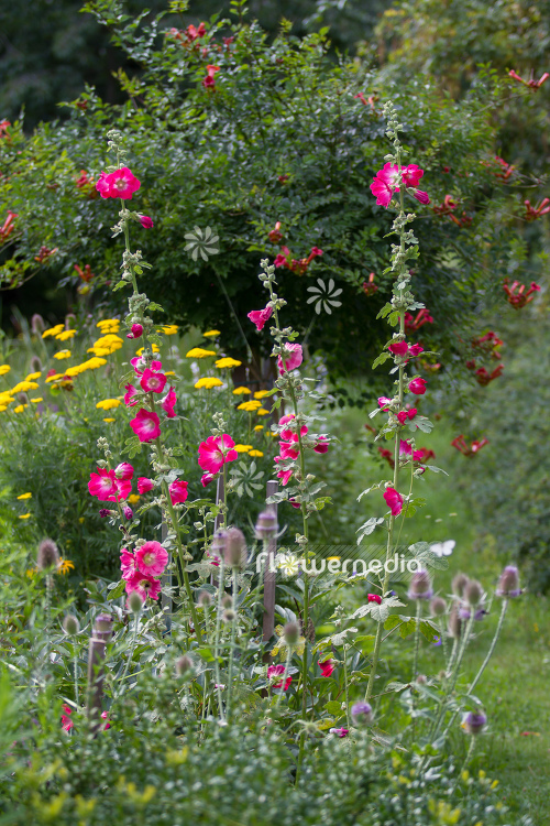 Alcea ficifolia - Figleaf hollyhock | Cultivar (109487)