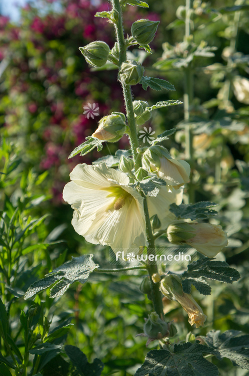 Alcea ficifolia - Figleaf hollyhock (108889)