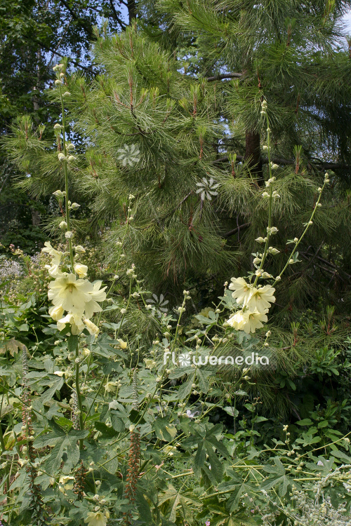 Alcea ficifolia - Figleaf hollyhock (108891)
