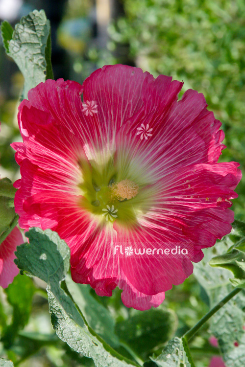 Alcea rosea - Common hollyhock (102290)
