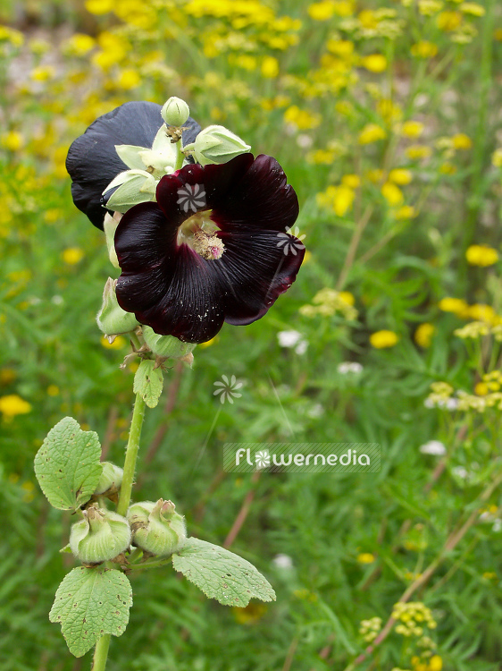 Alcea rosea 'Nigra' - Black hollyhock (100141)