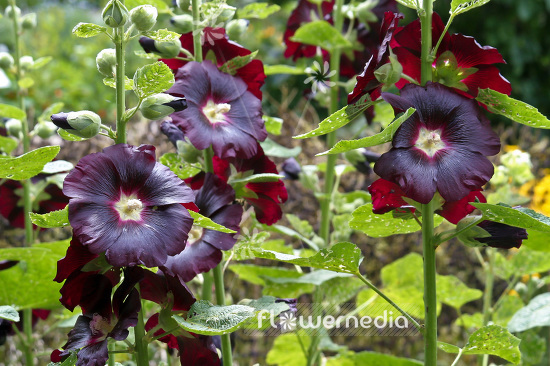 Alcea rosea 'Nigra' - Black hollyhock (102293)