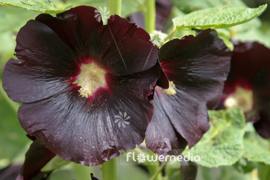 Alcea rosea 'Nigra' - Black hollyhock (102294)
