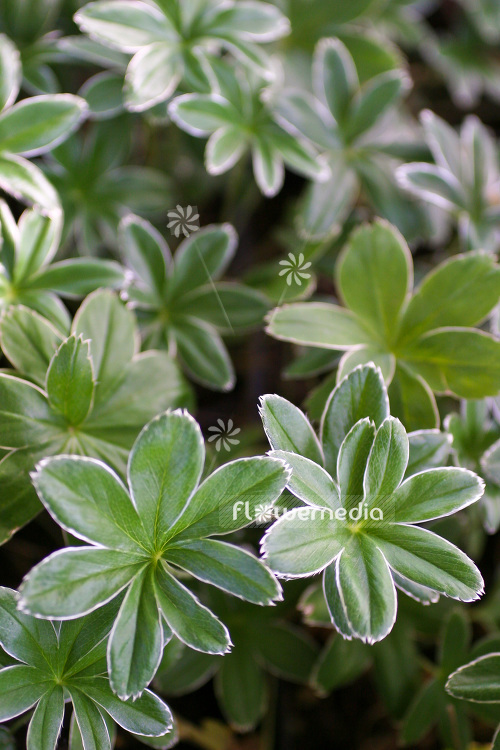 Alchemilla alpina - Alpine lady's mantle (102296)