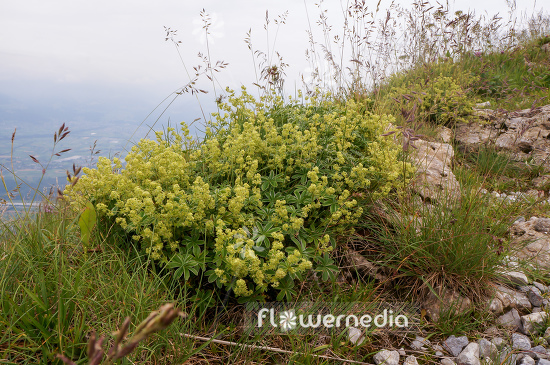 Alchemilla alpina - Alpine lady's mantle (108922)
