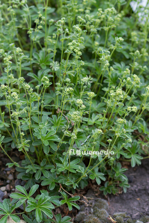 Alchemilla basaltica - Lady's mantle (108927)