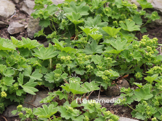 Alchemilla chiluta - Lady's mantle (108445)