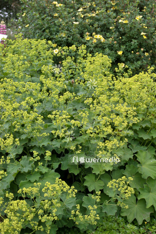 Alchemilla mollis - Lady's mantle (102297)