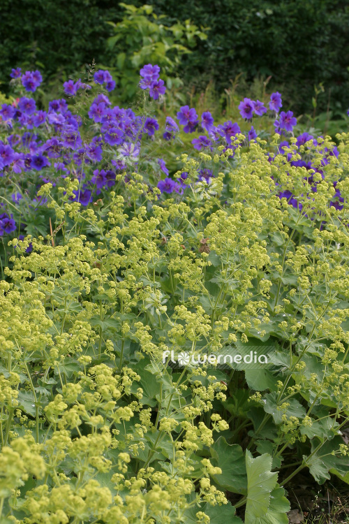 Alchemilla mollis - Lady's mantle (102299)
