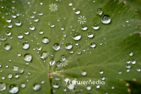 Alchemilla mollis - Lady's mantle (102300)