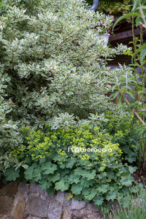 Alchemilla mollis - Lady's mantle (108934)