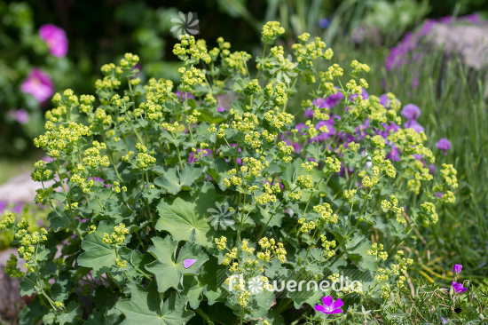 Alchemilla mollis - Lady's mantle (108935)