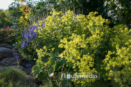 Alchemilla mollis - Lady's mantle (108936)