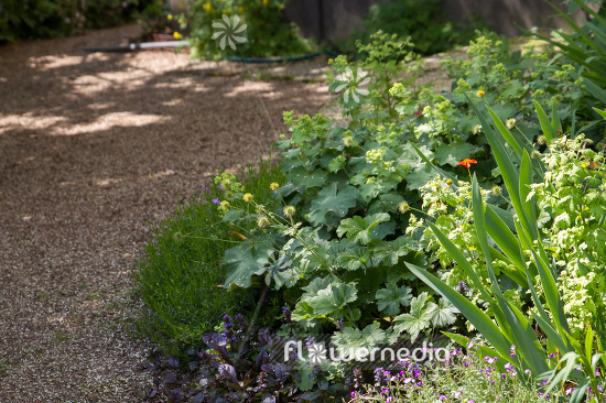 Alchemilla mollis - Lady's mantle (108937)