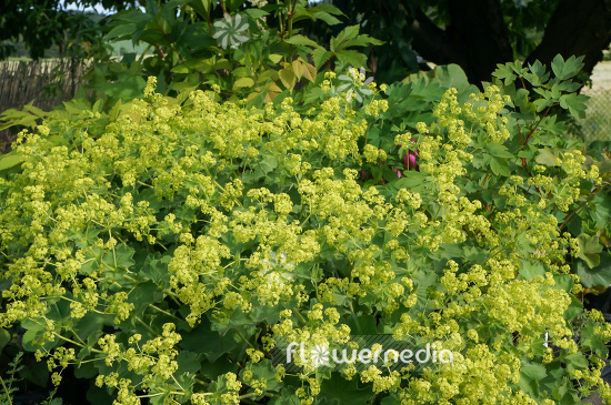 Alchemilla mollis - Lady's mantle (108938)