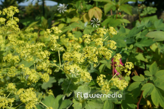 Alchemilla mollis - Lady's mantle (108939)