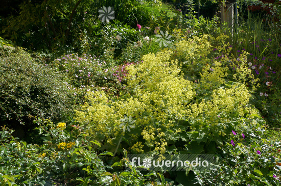 Alchemilla mollis - Lady's mantle (108940)