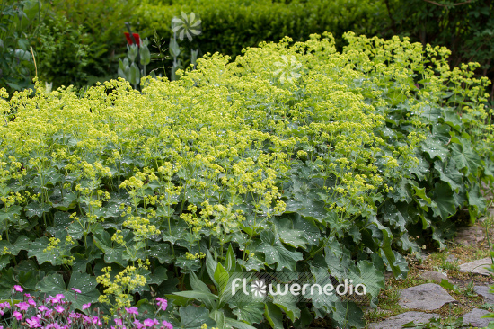 Alchemilla mollis - Lady's mantle (108941)