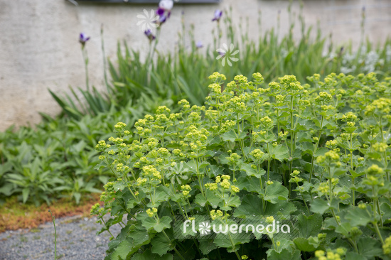 Alchemilla mollis - Lady's mantle (108942)