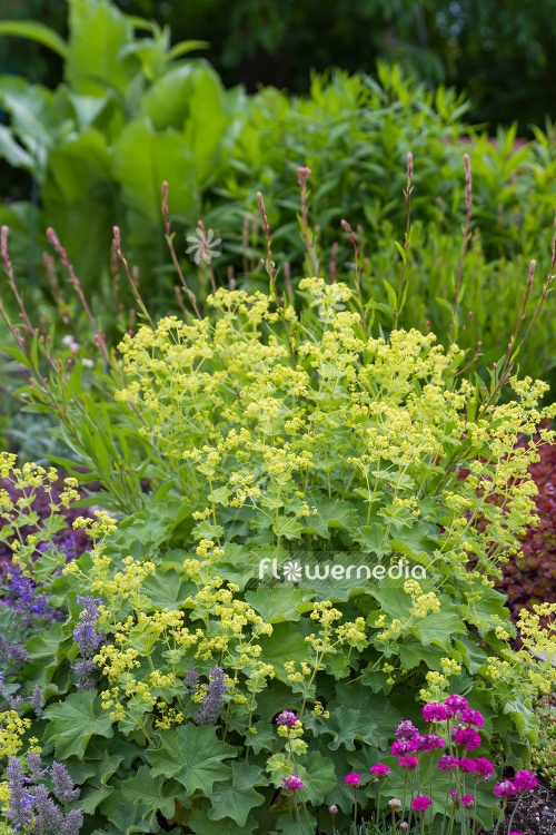Alchemilla mollis - Lady's mantle (108943)