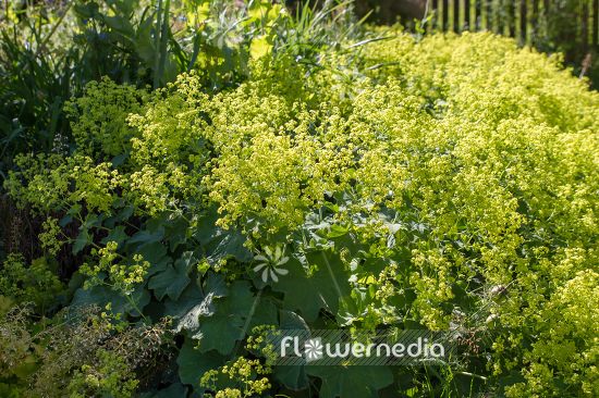 Alchemilla mollis - Lady's mantle (108944)