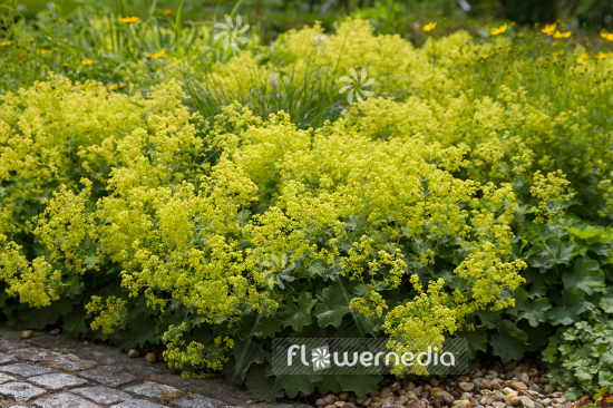 Alchemilla mollis - Lady's mantle (108945)