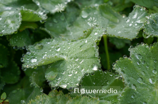 Alchemilla mollis - Lady's mantle (108948)