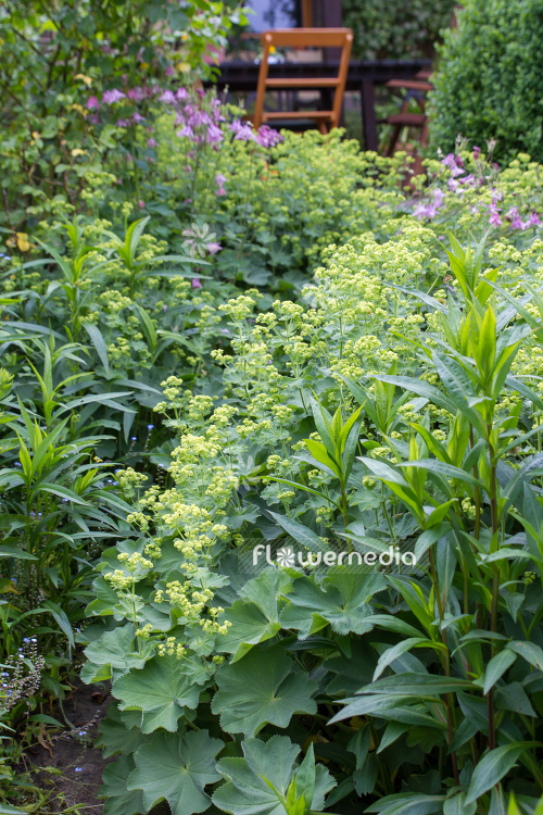 Alchemilla mollis - Lady's mantle (109489)