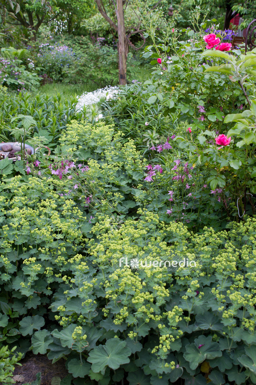 Alchemilla mollis - Lady's mantle (109490)