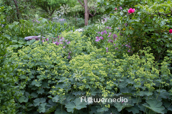 Alchemilla mollis - Lady's mantle (109491)