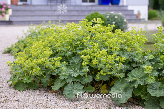 Alchemilla mollis - Lady's mantle (109492)