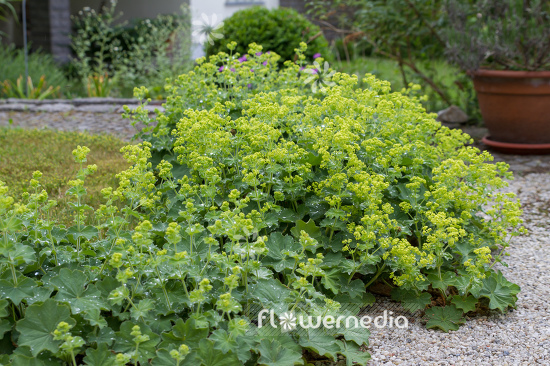 Alchemilla mollis - Lady's mantle (109494)
