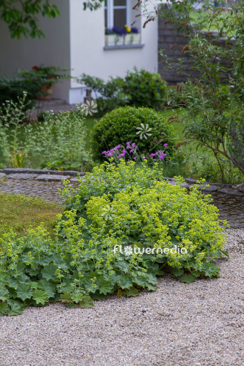 Alchemilla mollis - Lady's mantle (109495)