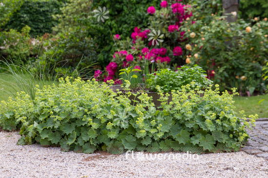 Alchemilla mollis - Lady's mantle (109496)