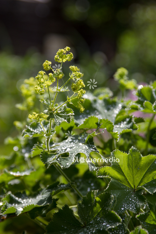 Alchemilla mollis - Lady's mantle (109499)