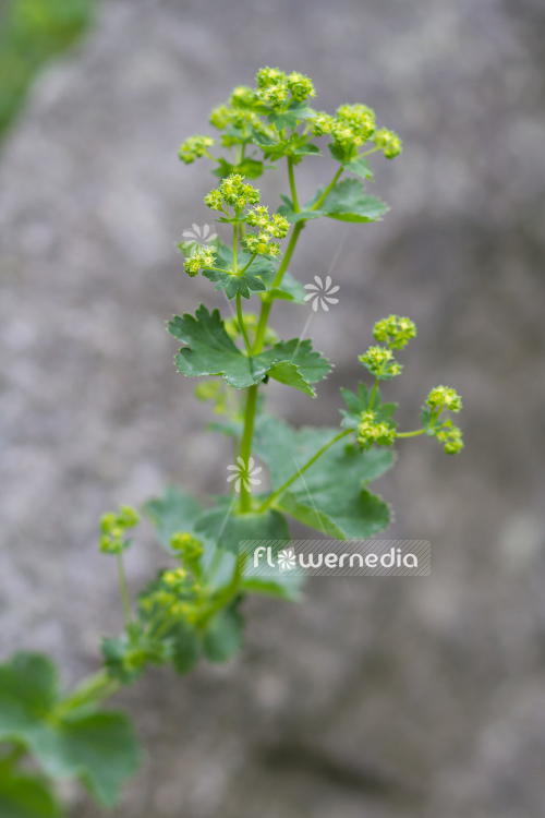 Alchemilla multidens - Lady's mantle (108949)