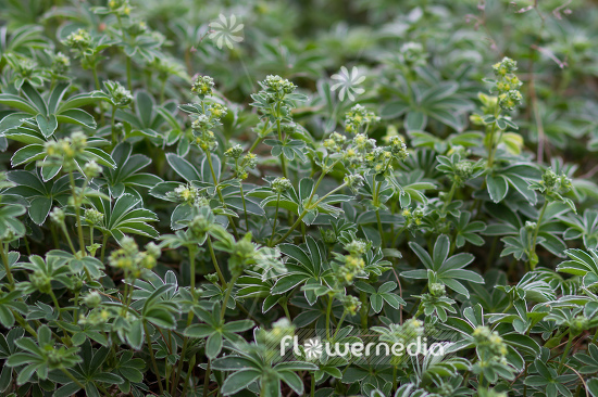 Alchemilla nitida - Lady's mantle (108950)