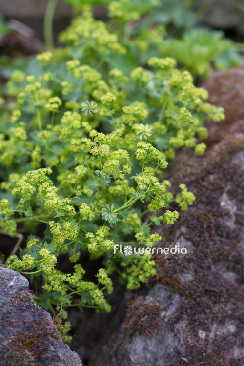 Alchemilla stanislaae - Lady's mantle (108958)