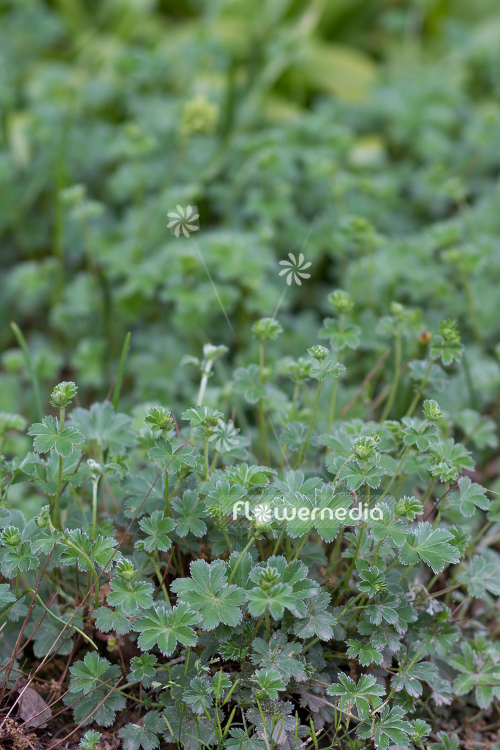 Alchemilla tephroserica - Lady's mantle (108959)