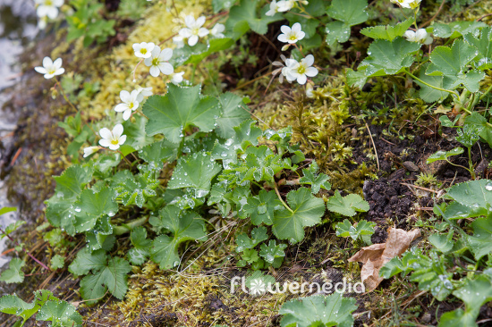 Alchemilla tirolensis - Lady's mantle (108960)