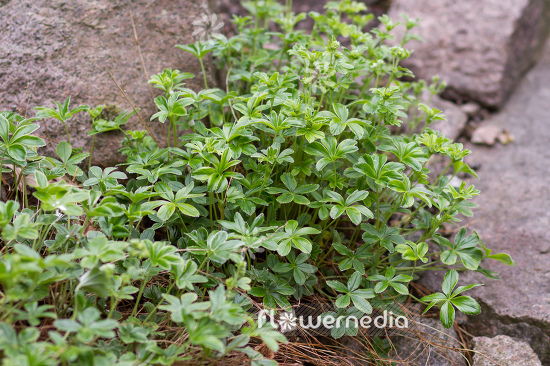 Alchemilla transiens - Lady's mantle (108961)