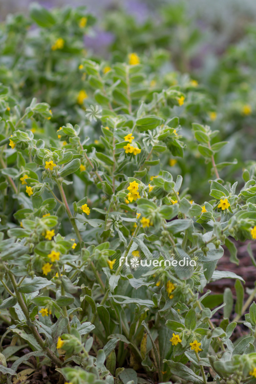 Alkanna graeca - Alkanna (108966)