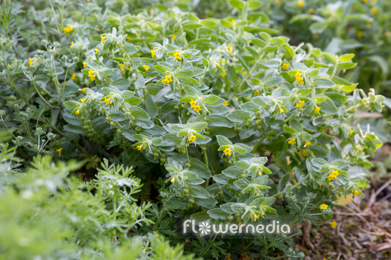 Alkanna orientalis - Alkanna (111904)