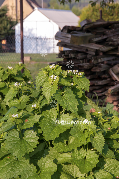Alliaria petiolata - Garlic mustard (108974)