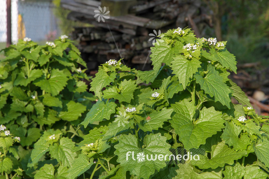 Alliaria petiolata - Garlic mustard (108976)