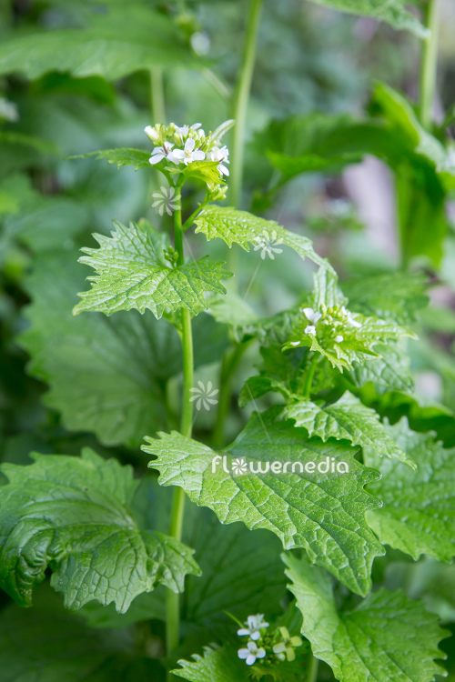 Alliaria petiolata - Garlic mustard (111910)