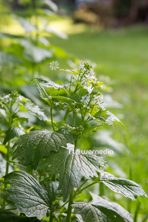 Alliaria petiolata - Garlic mustard (111911)